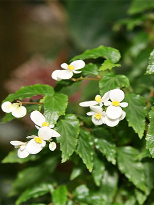 BEGONIA Richmondensis Alba