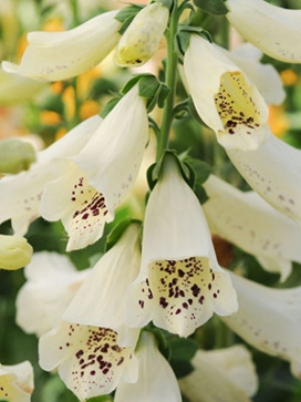 DIGITALIS Dalmatian Creme