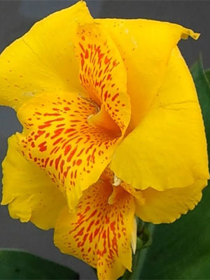 CANNA Banana Punch