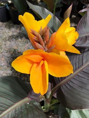 CANNA Chocolate Sunrise