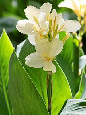 CANNA Alaska