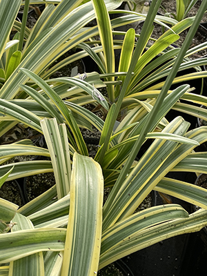 AGAPANTHUS praecox ssp. orientalis 'Zambezi': Landcraft Environments