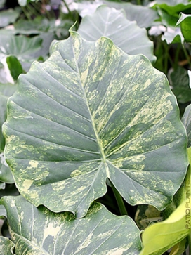ALOCASIA odora<br>Maui Splash