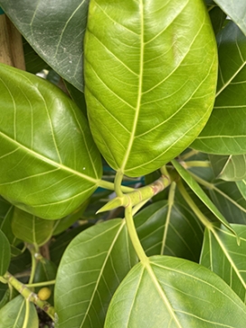 FICUS benghalensis Benghal Sun