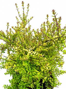 LONICERA nitida