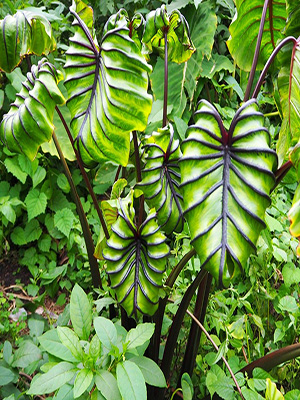 COLOCASIA<br>Pharoah's Mask