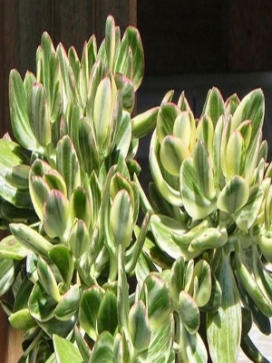 CRASSULA ovata variegata<br>Variegated Jade Plant
