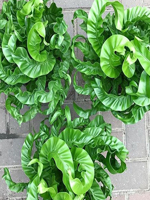 ASPLENIUM antiquum Hurricane