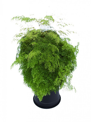 ADIANTUM radianuum
