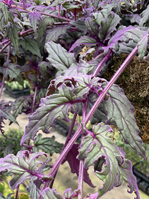 GYNURA aurantiaca Purple Passion Plant