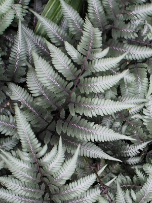 ATHYRIUM niponicum Japanese Painted Fern