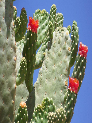 OPUNTIA consolea  rubescens Road Kill Cactus