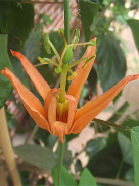 PASSIFLORA aurantia
