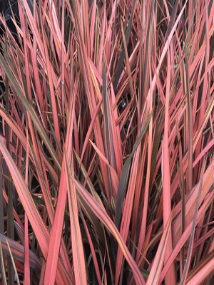 PHORMIUM Pink Panther