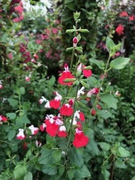 SALVIA Hot Lips