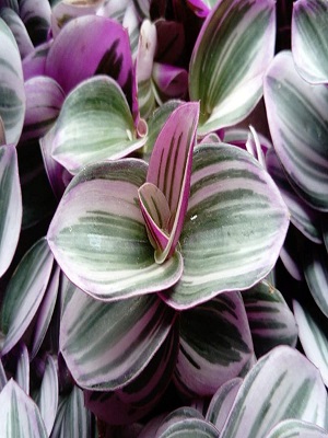 TRADESCANTIA Nanouk