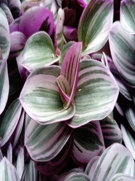 TRADESCANTIA Nanouk