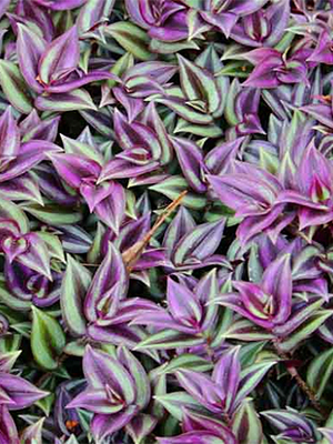 TRADESCANTIA zebrina Purple & Silver