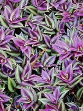 TRADESCANTIA zebrina Purple & Silver