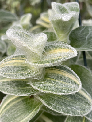 TRADESCANTIA sillamontana Variegata