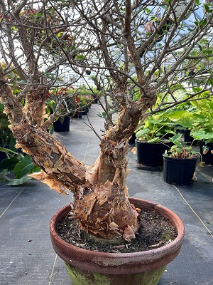 BURSERA fagaroides: Landcraft Environments