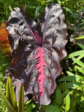 Landcraft Environments: Colocasia