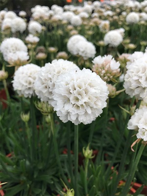 ARMERIA maritima Dream Clouds