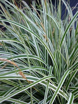CAREX EverColor Everest