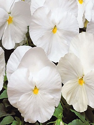 PANSY Spring Matrix White