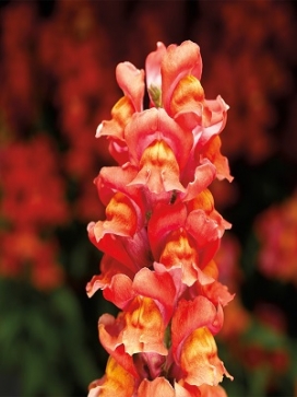 SNAPDRAGON Snaptastic Orange Flame