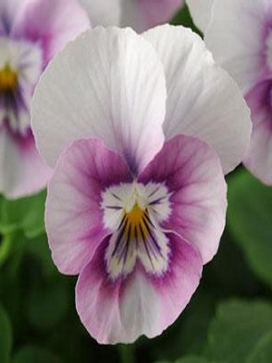 VIOLA Sorbet XP Pink Halo