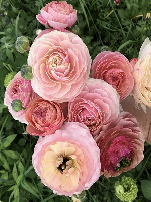 RANUNCULUS Porcelaine: Landcraft Environments
