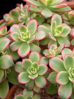 Aeonium Kiwi Verde