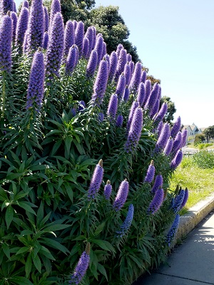 ECHIUM fastuosum Pride of Madeira