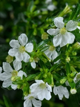 CUPHEA Cupid White Impv