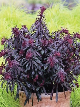 EUPHORBIA Miners Merlot