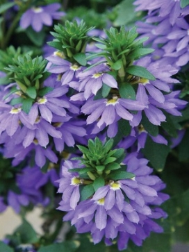 SCAEVOLA aemula Fairy Blue