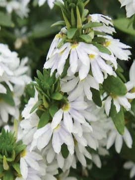 SCAEVOLA aemula Fairy White