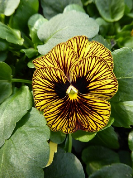 PANSY Tiger Eye