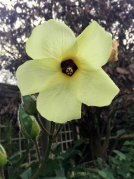 ABELMOSCHUS manihot Cream Cup