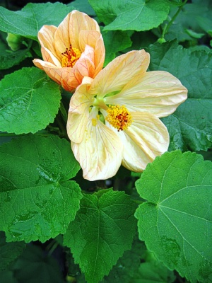 ABUTILON Apricot Glow