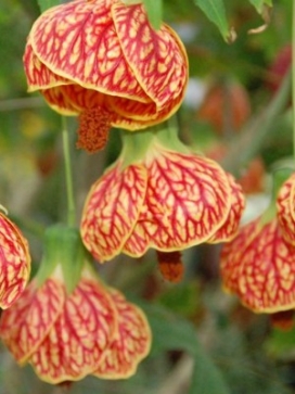 ABUTILON Biltmore Ballgown