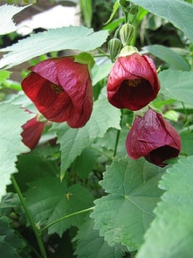ABUTILON Burgundy
