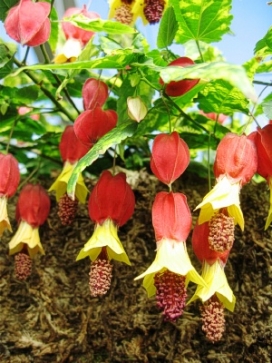 Coco Basket 12"- Abutilon Chinese Lantern