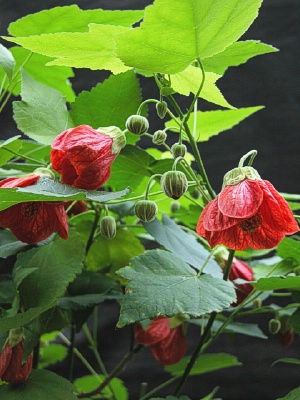 ABUTILON Clementine
