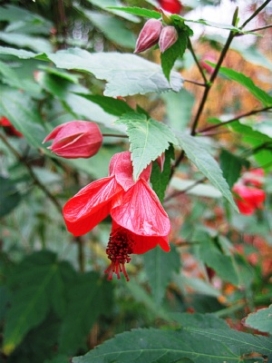 ABUTILON Dwarf Red