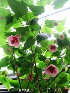 ABUTILON Huntington Pink