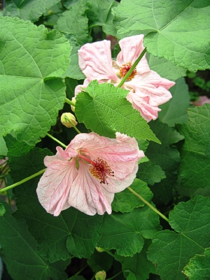 ABUTILON Mobil Pink