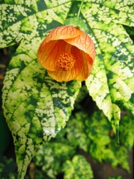 ABUTILON Paisley