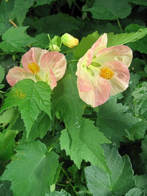 ABUTILON Pink Blush